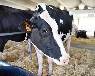 51ª Edição da AGRO arranca a 10 de maio de 2018