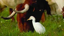 A sustentabilidade da produção das raças autóctones