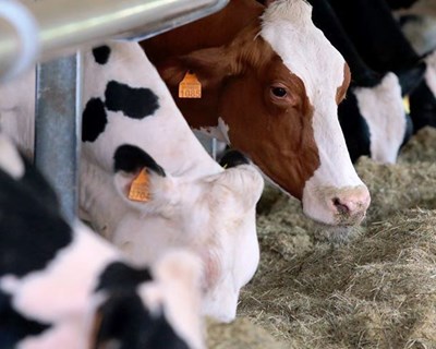 AGRICERT cria certificação que permite aferir o balanço de carbono das explorações agrícolas