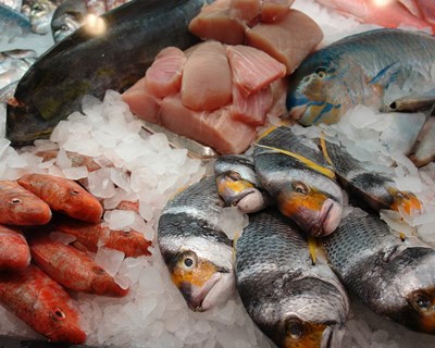 Apreendida mais de uma tonelada de pescado num só dia