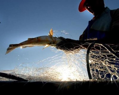 Apreendidos 750 quilos de cavala juvenil em Olhão