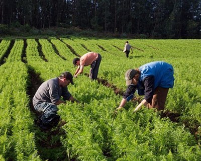 Aprovado Decreto-Lei que incentiva boas práticas comerciais na cadeia de abastecimento agrícola e alimentar