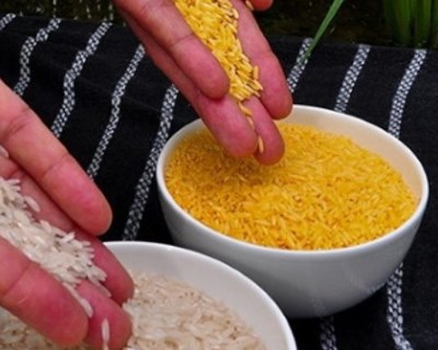 Arroz dourado vai ser comercializado nas Filipinas