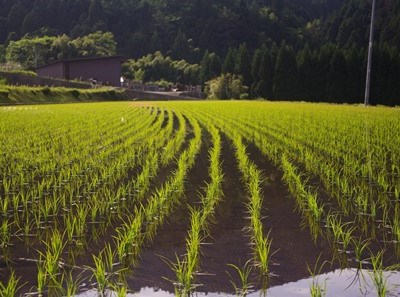 Arroz: produtores europeus pedem medidas urgentes para apoiar mercado