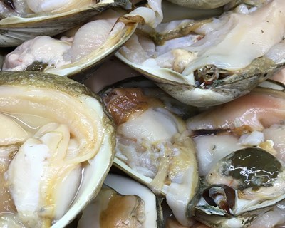 ASAE apreende cerca de 2,5 toneladas de moluscos bivalves vivos e suspende atividade de depuradora ilegal