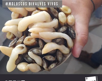 ASAE desmantela depuradora de bivalves e entreposto frigorífico ilegais e apreende 1,4 toneladas de MBV e pescado