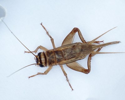 Autorização do novo alimento: pó parcialmente desengordurado de Acheta domesticus (grilo-doméstico)