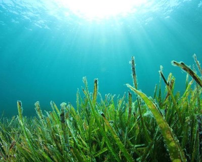 Beldroega do mar é considerada ingrediente alimentar emergente