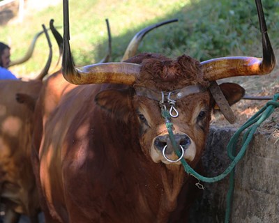 Carne Barrosã conquista medalhas de ouro em Concurso Nacional