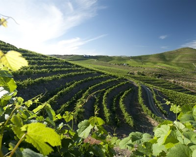 Casa Ferreirinha em destaque na Wine Spectator