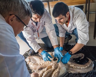 Cientistas portugueses descobrem o maior polvo da Antártida