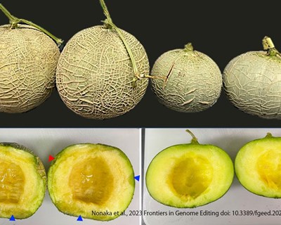 Cientistas usam edição genética para desenvolver melões com vida útil pós-colheita mais prolongada