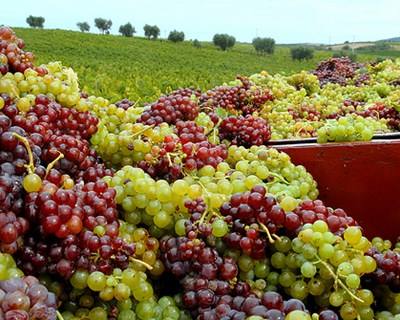 Cinco vinhos portugueses entre os melhores do mundo