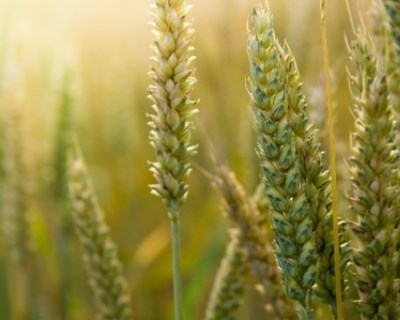 Coimbra acolhe debate sobre os desafios e oportunidades no mercado de cereais e oleaginosas