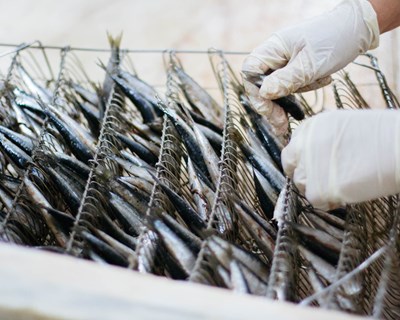 Conservas de peixe asseguram 21 espécies