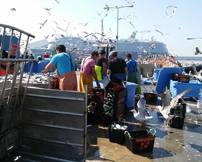 Controlo oficial da segurança sanitária na fileira do pescado. O papel do Médico Veterinário Oficial