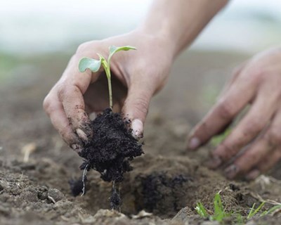 Cooperação entre produção e distribuição é essencial para a diversificação agrícola