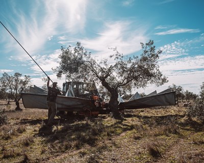 Cooperativa Agrícola de Moura e Barrancos celebra 70 anos com conferência sobre o setor do Azeite em Portugal