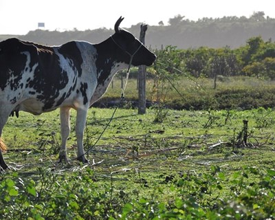 Cow cooling: solução DeLaval para o stress térmico