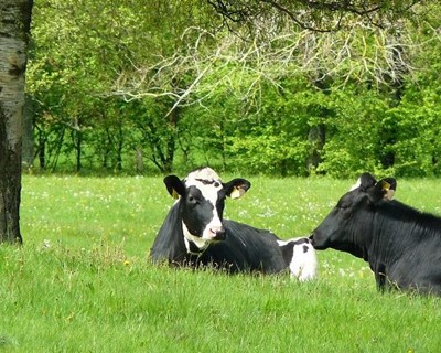 Criada Aliança Global para o bem estar animal