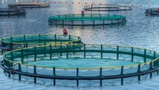 Criar valor na sustentabilidade: um novo caminho para a aquacultura