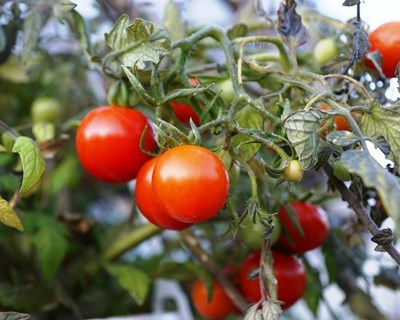 Tomates 30% mais doces com edição genética