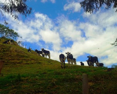 Danone envia 5 mil vacas para a Sibéria para reduzir preço do leite