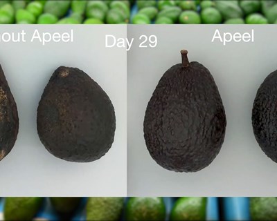 Revestimento comestível para manter as frutas e vegetais frescos