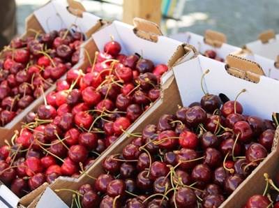 Dispositivo portátil vai detetar pesticidas em alimentos