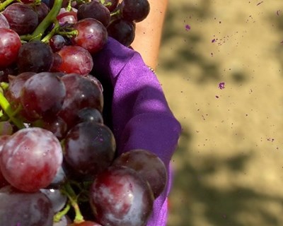 Dona Uva apoia e-book da Associação Portuguesa de Nutrição