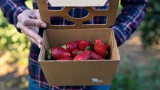 DS Smith apresenta soluções para embalagens hortofrutícolas