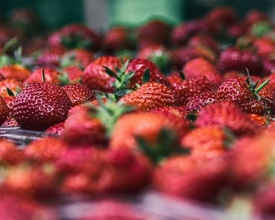 Ecotrophelia Portugal premeia campeões da ecoinovação alimentar