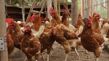 EFSA e Comissão Europeia reforçam medidas contra a gripe aviária