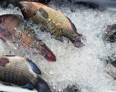 Estudos de desenvolvimento de novos produtos do mar para fins alimentares