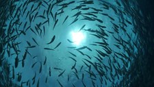 Fórum de Aquacultura em Setúbal entre 28 e 30 de abril