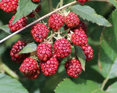 Frutos silvestres edíveis para consumo in natura