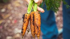 O futuro da alimentação discute-se em Bruxelas em outubro