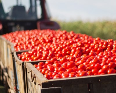 Futuro da segurança alimentar está em risco