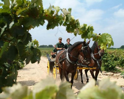 Gala "Vinhos do Tejo" a 18 de maio