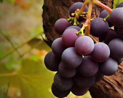 Grupo francês aposta (e entra) nos vinhos em Portugal