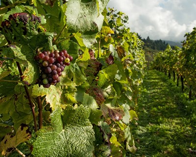 Há um novo vinho biológico no mercado português