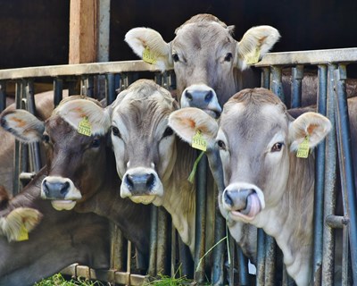 IACA promove reunião geral da indústria da alimentação animal