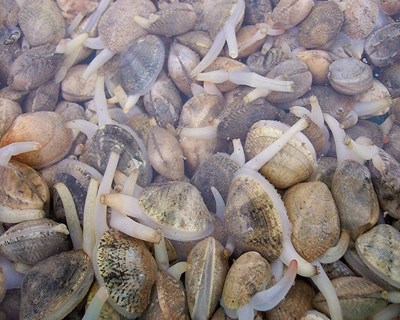 Investigadores portugueses estudam efeito dos microplásticos em bivalves