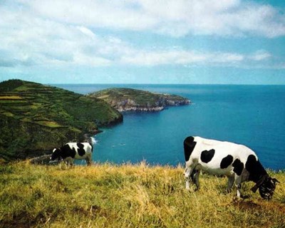 Jovens agricultores querem três cêntimos de aumento do preço do leite