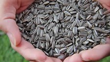 Europa quer harmonizar legislação relativa ao material de reprodução vegetal