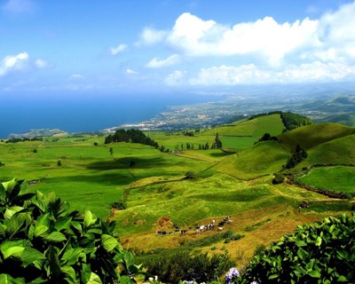 Leite, carne e mar dos Açores na mira da Argélia