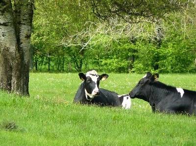 Leite: propostas naturais agradam aos consumidores