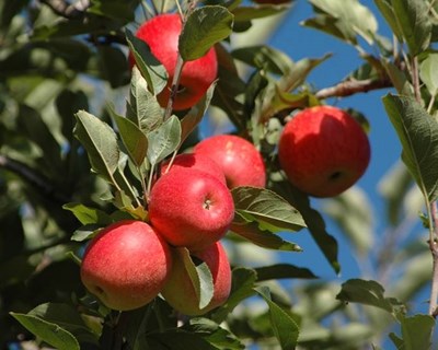 Maçã de Alcobaça: organizações de produtores investem 2,5 milhões em fábrica de alimentos funcionais