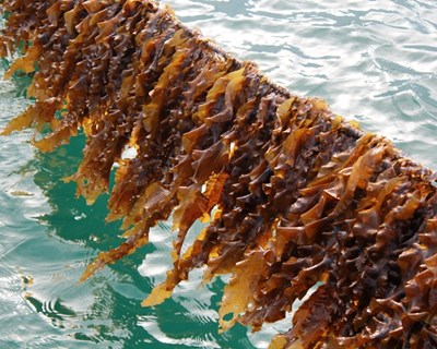 Macroalgas como fonte de bioativos para incorporação em filmes alimentares