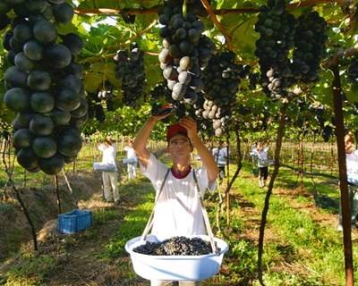 Há mais vida para as Uvas depois do Vinho